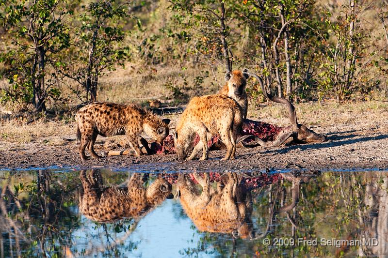 20090617_085256 D300 (5) X1.jpg - Hyena Feeding Frenzy Part 1.  A group of 4-5 hyenas are feeding on a dead Kudu.  This set of about 12 photos are over a period of an hour, approximately 8-9 AM.  Whether the hyenas made the kill or not could not be established